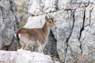 Convivencia en el Torcal de Antequera - Cabra montés - Capra p