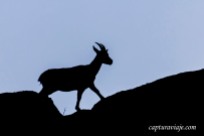 Convivencia en el Torcal de Antequera - Contraluz cabra montés