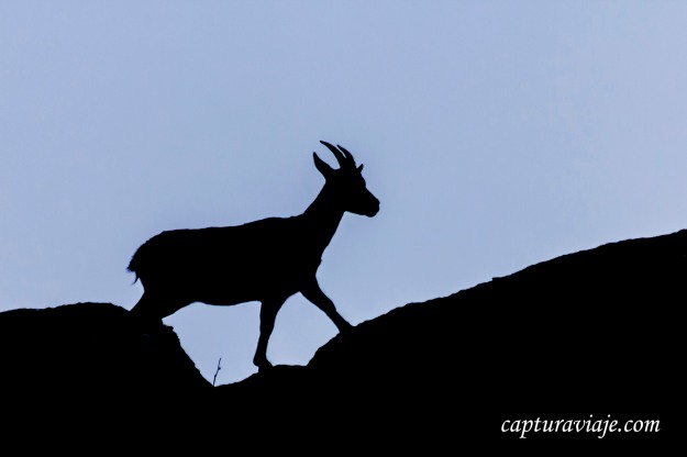 Convivencia en el Torcal de Antequera - Contraluz cabra montés