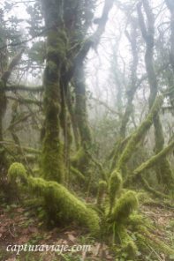 Abrigo verde - Bosque de las Nieblas - Parque Natural de los Alc