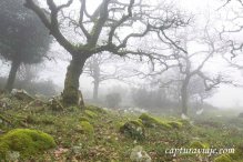 La niebla - Bosque de las Nieblas - Parque Natural de los Alcorn