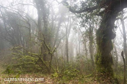 La selva - Bosque de las Nieblas - Parque Natural de los Alcorno