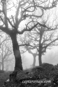 Misterio - Bosque de las Nieblas - Parque Natural de los Alcorno